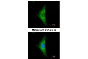 ICC/IF Image Immunofluorescence analysis of paraformaldehyde-fixed HeLa, using Cytokeratin 20, antibody at 1:200 dilution. (KRT20 antibody)