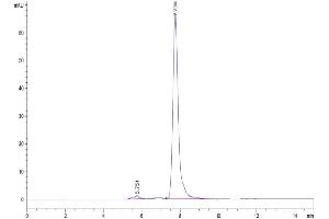 Size-exclusion chromatography-High Pressure Liquid Chromatography (SEC-HPLC) image for Triggering Receptor Expressed On Myeloid Cells-Like 1 (TREML1) (AA 21-175) protein (Fc Tag) (ABIN7275752)