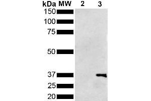 Western Blot analysis of Pseudomonas aeruginosa Metallothionein (PmtA) GST tagged showing detection of 36 kDa Metallothionein protein using Mouse Anti-Metallothionein Monoclonal Antibody, Clone 1F5 (ABIN5650704).