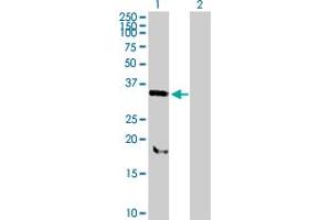 Western Blot analysis of SNX11 expression in transfected 293T cell line by SNX11 MaxPab polyclonal antibody. (SNX11 antibody  (AA 1-270))