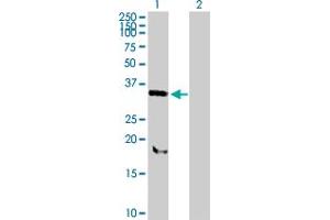 Western Blot analysis of SNX11 expression in transfected 293T cell line by SNX11 MaxPab polyclonal antibody.