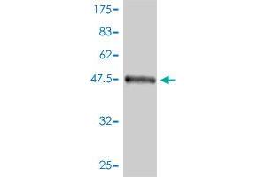 Western Blot detection against Immunogen (56. (FHL2 antibody  (AA 1-279))