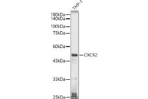 Western blot analysis of extracts of THP-1 cells, using CXCR2 antibody (ABIN1680461, ABIN3017662, ABIN3017663 and ABIN6220198) at 1:1000 dilution. (CXCR2 antibody)