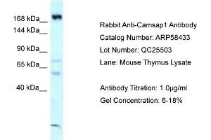 Western Blotting (WB) image for anti-Calmodulin Regulated Spectrin Associated Protein 1 (CAMSAP1) (C-Term) antibody (ABIN970279) (CAMSAP1 antibody  (C-Term))