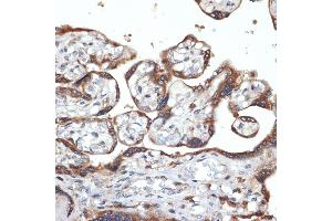Immunohistochemistry of paraffin-embedded human placenta using FGFR4 Rabbit mAb (ABIN7267193) at dilution of 1:100 (40x lens). (FGFR4 antibody)