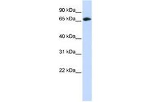 Image no. 1 for anti-DDB1 and CUL4 Associated Factor 4 (DCAF4) (C-Term) antibody (ABIN6743821) (DCAF4 antibody  (C-Term))