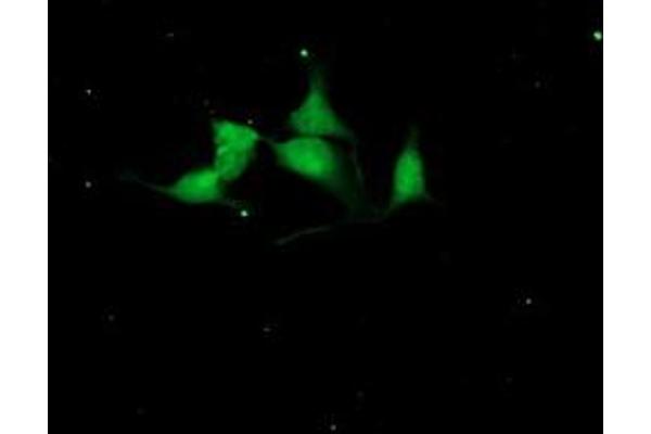 CST4 antibody