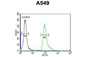 Flow Cytometry (FACS) image for anti-Abhydrolase Domain Containing 12 (ABHD12) antibody (ABIN3003955) (ABHD12 antibody)