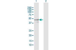 Western Blot analysis of YARS2 expression in transfected 293T cell line by YARS2 MaxPab polyclonal antibody. (YARS2 antibody  (AA 1-477))