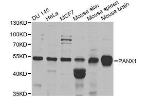 Western blot analysis of extracts of various cell lines, using PANX1 antibody. (PANX1 antibody  (AA 50-150))