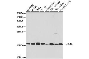 Western blot analysis of extracts of various cell lines, using UBL4A antibody. (UBL4A antibody)