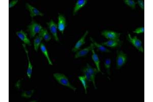 Immunofluorescence staining of Hela cells with ABIN7146245 at 1:200, counter-stained with DAPI. (Cadherin 9 antibody  (AA 131-314))