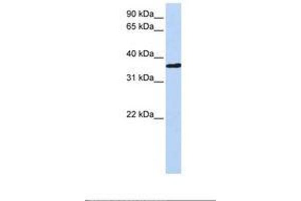 CHORDC1 antibody  (AA 180-229)