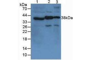 Figure. (VWF antibody  (AA 1498-1665))