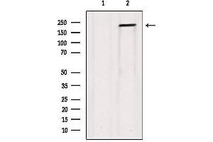 COL5A1 antibody  (Internal Region)