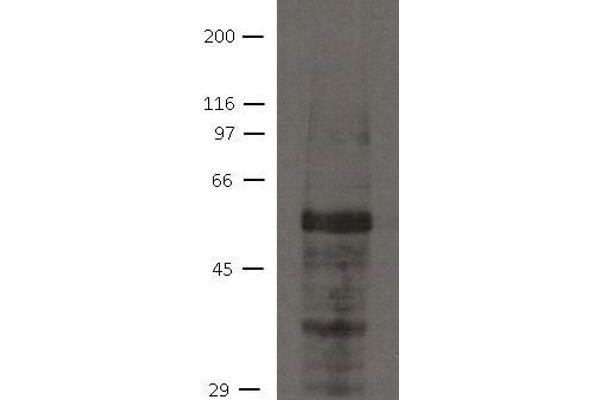 AJUBA antibody