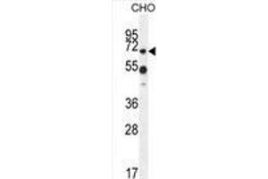 ZUFSP Antibody (N-term) western blot analysis in CHO cell line lysates (35 µg/lane). (ZUFSP antibody  (N-Term))