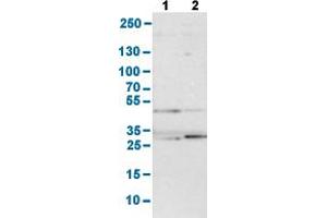 Western Blot analysis with FDFT1 polyclonal antibody . (FDFT1 antibody  (AA 10-148))