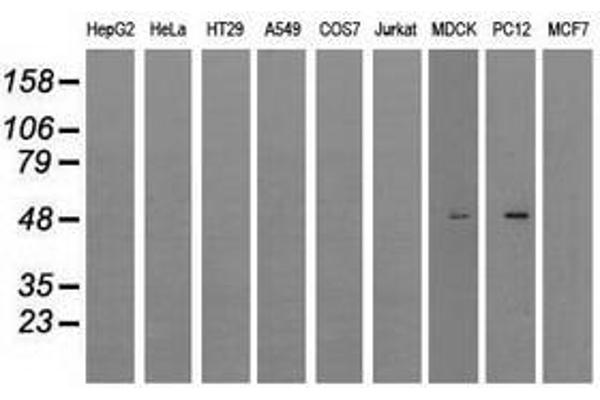 LOX antibody  (AA 22-168)