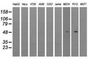 Image no. 6 for anti-Lysyl Oxidase (LOX) (AA 22-168) antibody (ABIN1491218) (LOX antibody  (AA 22-168))