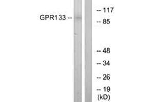 Western blot analysis of extracts from COS7 cells, using GPR133 Antibody. (G Protein-Coupled Receptor 133 antibody  (AA 461-510))