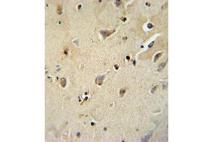 ATP1B1 Antibody (Center) (ABIN652047 and ABIN2840520) immunohistochemistry analysis in formalin fixed and paraffin embedded human brain tissue followed by peroxidase conjugation of the secondary antibody and DAB staining. (ATP1B1 antibody  (AA 112-138))