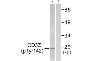 Western Blotting (WB) image for anti-CD247 Molecule (CD247) (pTyr142) antibody (ABIN1847268) (CD247 antibody  (pTyr142))