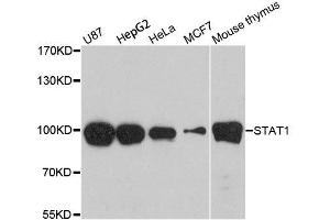 Western blot analysis of extracts of various cell lines, using STAT1 antibody. (STAT1 antibody  (AA 650-750))