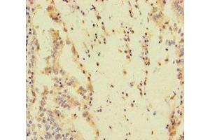 SPEM1 antibody  (AA 50-309)