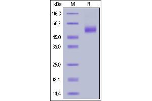 Human IL-13, Fc Tag on  under reducing (R) condition. (IL-13 Protein (AA 21-132) (Fc Tag))