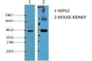 Western Blot (WB) analysis of 1) HepG2, 2) Mouse Kidney, diluted at 1:1000. (AMACR antibody)