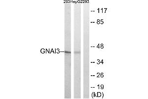 Western blot analysis of extracts from HepG2 and 293cells, using GNAI3 antibody. (GNAI3 antibody  (Internal Region))