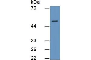 Western Blotting (WB) image for Bone Morphogenetic Protein 7 (BMP7) ELISA Kit (ABIN6730953)