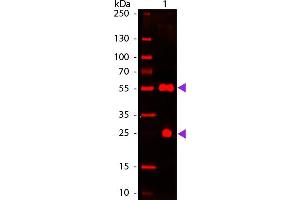 Western blot of 680 conjugated Donkey Anti-Sheep IgG Pre-Adsorbed secondary antibody. (Donkey anti-Sheep IgG Antibody (DyLight 680) - Preadsorbed)