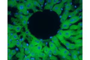 IHC-Fr Image Peroxiredoxin 2 antibody detects Peroxiredoxin 2 protein at cytoplasm in rat liver by immunohistochemical analysis. (Peroxiredoxin 2 antibody)