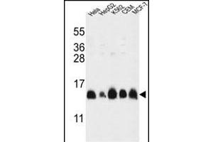HIST1H2AL Antibody (C-term) (ABIN651090 and ABIN2840066) western blot analysis in HL-60,HepG2,K562,CEM,MCF-7 cell line lysates (35 μg/lane). (HIST1H2AL antibody  (C-Term))