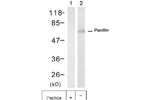 Image no. 1 for anti-Paxillin (PXN) (Tyr88) antibody (ABIN401645) (Paxillin antibody  (Tyr88))