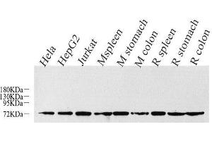 Western Blot analysis of various samples using CDC25A Polyclonal Antibody at dilution of 1:1000. (CDC25A antibody)