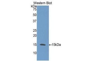 Western Blotting (WB) image for anti-Neurotrophin 3 (NTF3) (AA 21-138) antibody (ABIN1172302) (Neurotrophin 3 antibody  (AA 21-138))