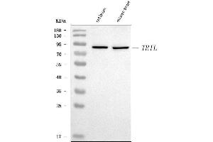 anti-TLR4 Interactor with Leucine-Rich Repeats (TRIL) (AA 26-696) antibody