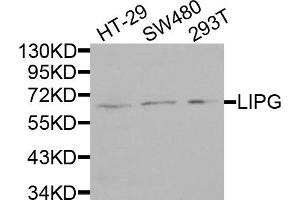 Western blot analysis of extracts of various cell lines, using LIPG antibody (ABIN5975340) at 1/1000 dilution. (LIPG antibody)