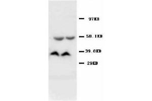 Image no. 2 for anti-Adenosylmethionine Decarboxylase 1 (AMD1) (C-Term) antibody (ABIN1492918) (AMD1 antibody  (C-Term))