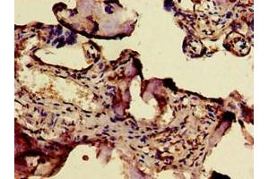 Immunohistochemistry of paraffin-embedded human placenta tissue using ABIN7171179 at dilution of 1:100 (ERVW-1 antibody  (AA 21-443))