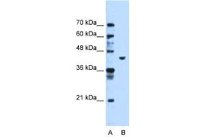 WB Suggested Anti-PGK1 Antibody Titration:  1. (PGK1 antibody  (C-Term))