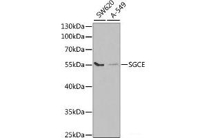 SGCE antibody