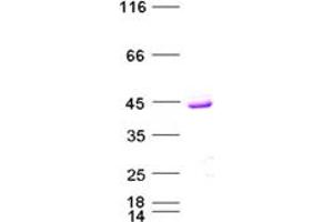 Validation with Western Blot (TYMS Protein (His tag))