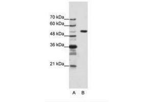 Image no. 1 for anti-Host Cell Factor C1 (VP16-Accessory Protein) (HCFC1) (AA 91-140) antibody (ABIN203129) (HCFC1 antibody  (AA 91-140))