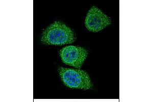 Confocal immunofluorescent analysis of GIF Antibody (Center) (ABIN656899 and ABIN2846098) with 293 cell followed by Alexa Fluor 488-conjugated goat anti-rabbit lgG (green). (Intrinsic Factor antibody  (AA 189-218))