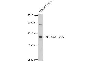 Western blot analysis of extracts of Mouse thymus, using NCF4/p40-phox antibody (ABIN7268900) at 1:1000 dilution. (NCF4 antibody)