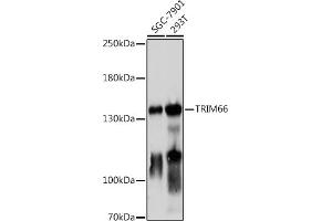 Western blot analysis of extracts of various cell lines, using TRIM66 antibody (ABIN7270997) at 1:1000 dilution. (TRIM66 antibody)
